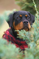 The portrait of a black and tan Rottweiler puppy posing outdoors in green bushes wearing a red checkered scarf on its neck