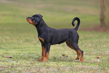 Cute black and tan Rottweiler puppy posing outdoors standing on a green grass in autumn