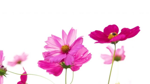 The brightness of the cosmos flower is blooming in the garden.