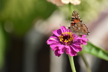 Pink Zinnia flower closeup blooming with a butterfly in a Berlin park Germany