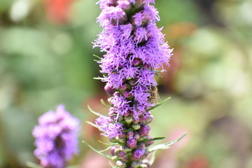 Purple liatris spicata dense blazing star blooming in a Berlin Park Germany