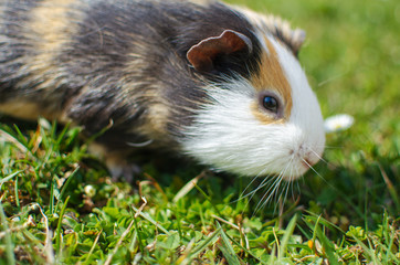 Grazing guinea pig on grass on a beautiful sunny spring day