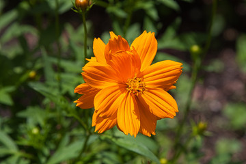 Flowers, plants, colours, nature, beauty 