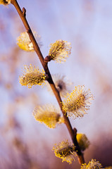 Fototapeta premium willow branch in the spring for holidays or with leaves
