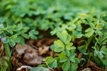 Abstraction growing green leaves on a light background outdoors