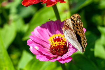 Macro shot of a butterfly on a summer flower