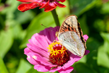 Macro shot of a butterfly on a summer flower
