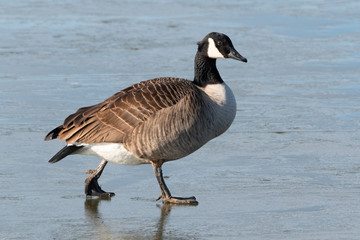 Fototapeta premium Canada Goose on ice