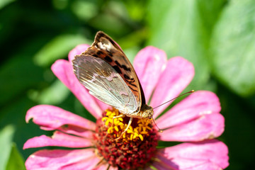 Macro shot of a butterfly on a summer flower