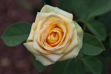 Flowers, plants, colours, nature, beauty 