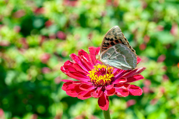 Macro shot of a butterfly on a summer flower