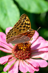 Macro shot of a butterfly on a summer flower