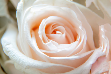 Closeup of the center of a rose