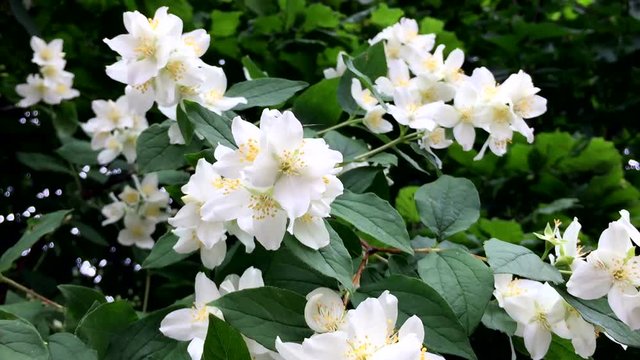 Jasmine - Absolute Egyptian (Jasmine Grandiflorum) Flowers