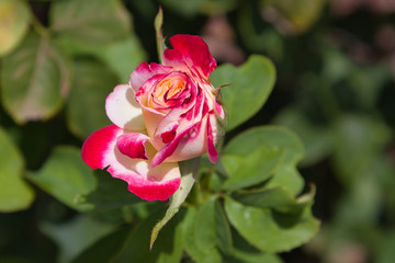 Flowers, plants, colours, nature, beauty 