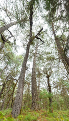 campamento en el terrero