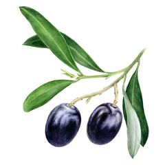 Black olives with leaves watercolor isolated on white background