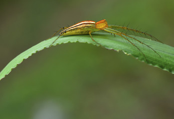 Portrait of Insect Lynx spider