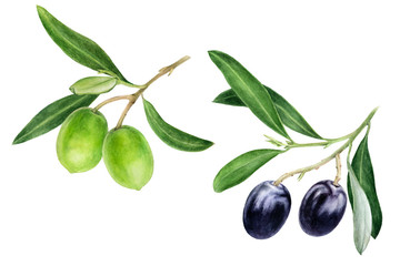 Obraz na płótnie Canvas Black and green olives with leaves watercolor isolated on white background