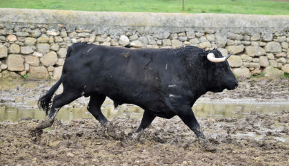 toro negro español en el campo
