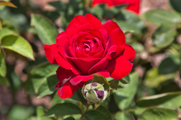 Flowers, plants, colours, nature, beauty 