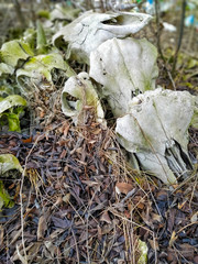 Skulls of cows covered with moss and leaves in the forest