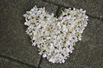 Tung flower with heart shape on the ground