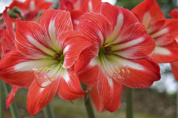 Close up of the red Dutch Amaryllis