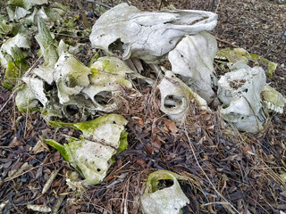 Old abandoned cattle cemetery in the forest. Close up of a lot of old skulls of cows with teeth