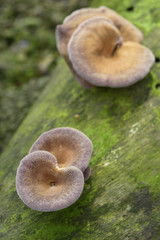 Close up of Garlic Mushrooms