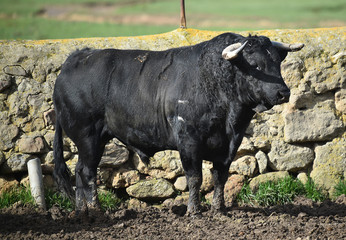 toro español en una ganaderia de ganado bravo en españa