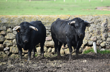 toro negro español en el campo