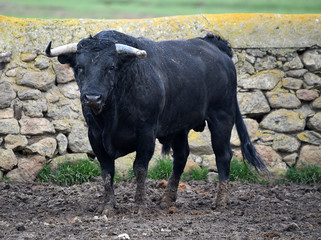 toro negro español en el campo