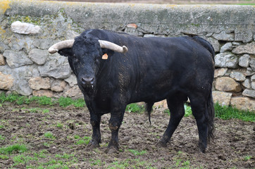 toro negro español en el campo