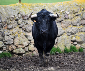 toro negro en una ganaderia española