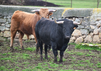 toro negro español en el campo