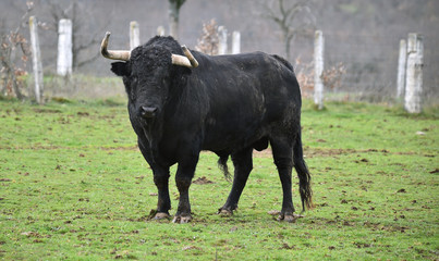toro negro español en el campo