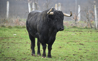 toro negro espa&ntilde;ol en el campo