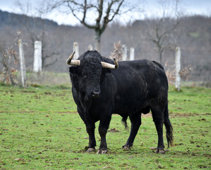 toro negro español en el campo