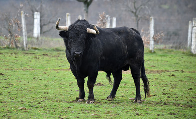 toro español con grandes cuernos
