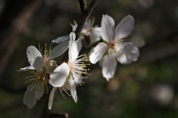 Almond Tree blossom in Algarve, Portugal