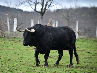 toro negro español en el campo