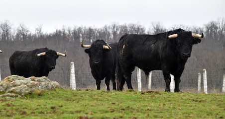 toro español con grandes cuernos