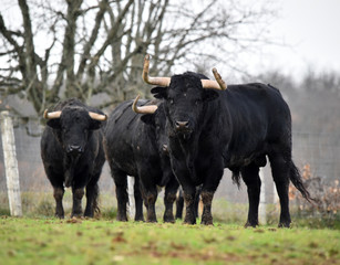 toro español en una ganaderia de ganado bravo en españa