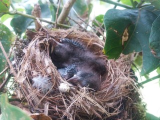 Baby Chicks
