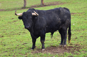 toro negro español en el campo