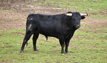 toro negro español en el campo