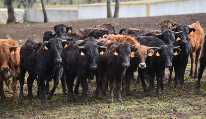 toro español con grandes cuernos