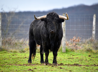 toro negro español en el campo