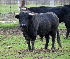 toro negro en una ganaderia española